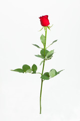 Red rose with green leaves. Isolation on white background