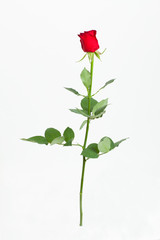 Fototapeta premium Red rose with green leaves. Isolation on white background