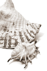 isolated sea shell on a white background