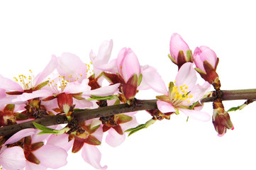 Naklejka na ściany i meble almond blossoms