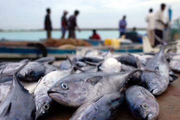 Fischmarkt und  im Hintergrund Personen auf einer Insel der Malediven  im Vordergrund fisch