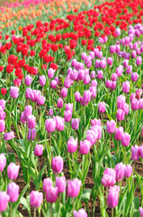 Obraz premium チューリップ