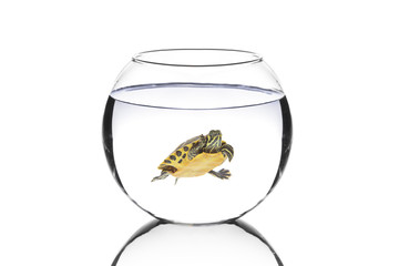 Fototapeta premium Water turtle in a bowl isolated on white background