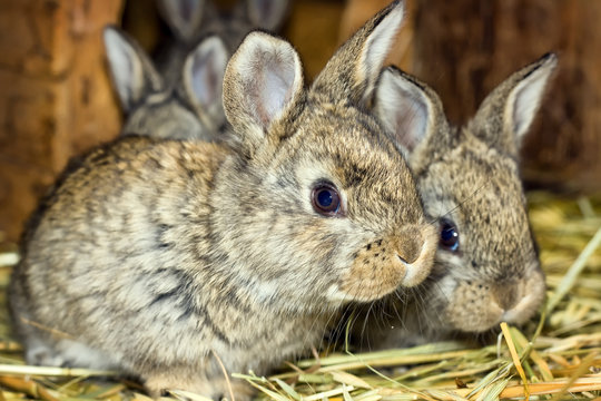 Cute fluffy domestic rabbit close-up