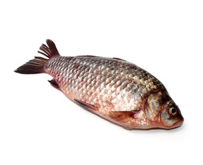 Fresh fish