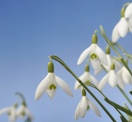 Schneeglöckchen