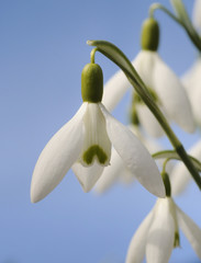 Obraz premium Schneeglöckchen