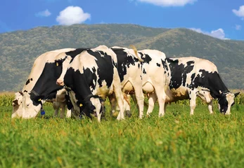 Deurstickers Koe holstein cows on grass field