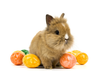 Baby Kaninchen mit bunten Eiern