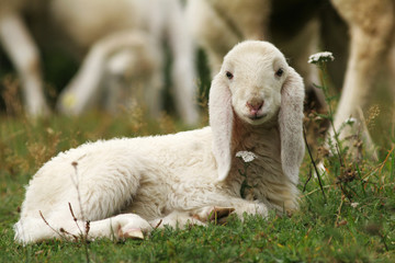 Naklejka premium owieczka