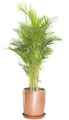 Green ficus tree in a brown pot. Isolated white.