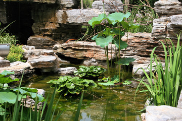 Fototapeta na wymiar Mały staw i wody rośliny w China Garden