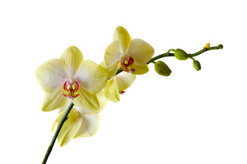 Naklejka na ściany i meble Yellow orchid