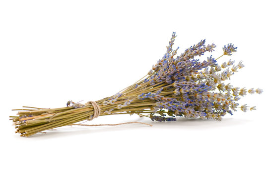 bouquet de lavande s&eacute;ch&eacute;e sur fond blanc - Fleur Lavandula