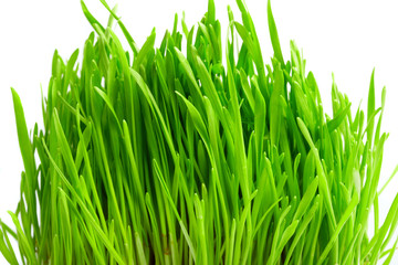 Fototapeta premium fresh grass
