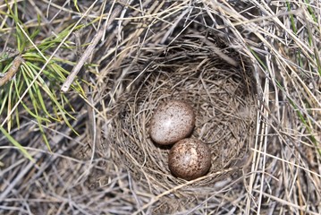 two eggs in a bird nest