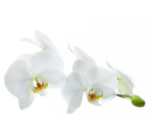 Obraz na płótnie Canvas Orchid flower on a white background