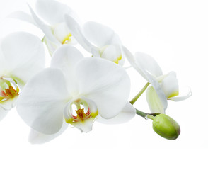 Fototapeta na wymiar Orchid flower on a white background
