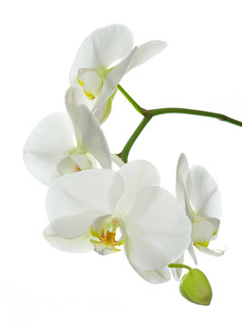 White orchid on white.