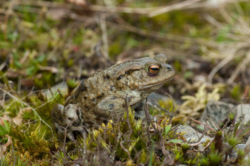 Common Toad (Bufo bufo)