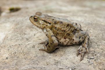 Common Toad