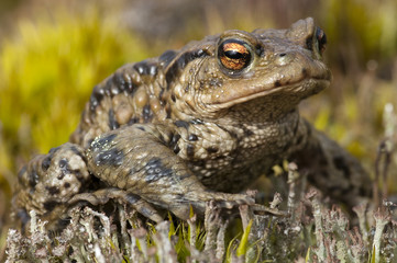 European Toad close-up
