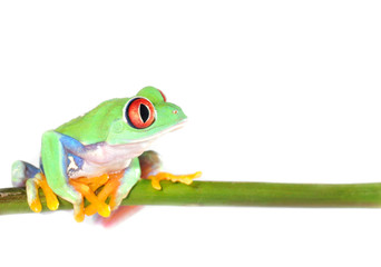 Fototapeta premium red eyed tree frog