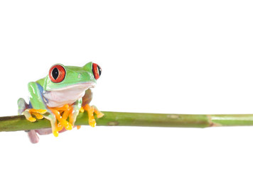 Naklejka premium red eyed tree frog