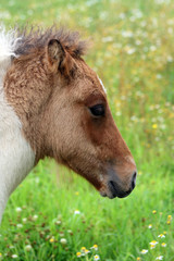 Fototapeta premium Icelandic horse foal