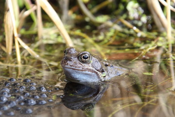 frog