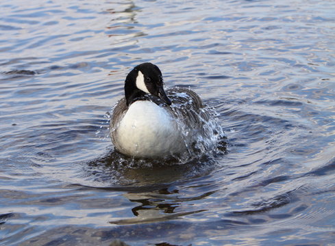 canada goose