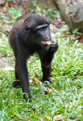 Black Crested Macaque baby eating
