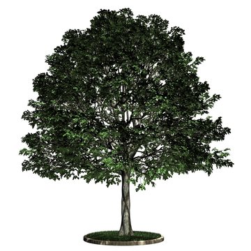 Baum - Buche
