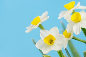 Close up of white daffodils