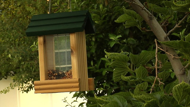 Bird Feeder