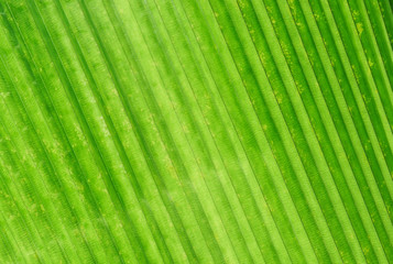 palm leaf