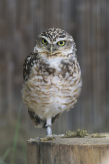 Burrowing Owl Portrait