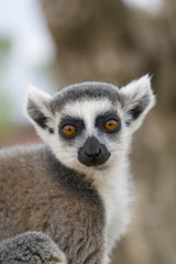 Ring-tailed Lemur (Lemur Catta) Portrait