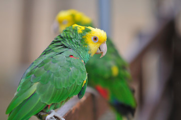 インコのポートレート