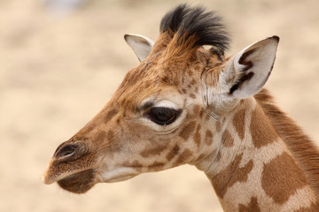 Portrait of a young giraffe