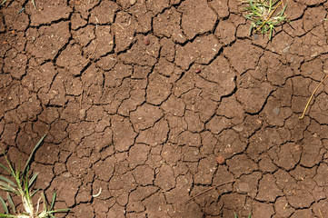 Background image of cracked earth texture with plants