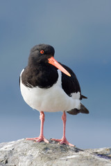 Austernfischer, Oystercatcher