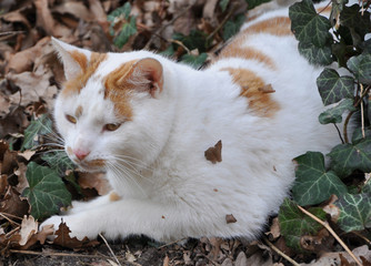 Katze im Efeu