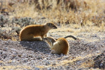 Yellow Mongoose (Cynictis penicillata)