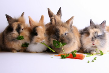 Fünf Hasen © Fontanis