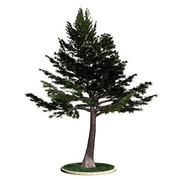 Baum - Ceder libano