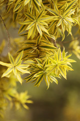 Obraz premium Leaves