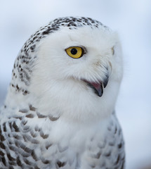 Obraz premium Snowy owl (Bubo scandiacus).