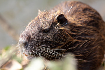 Nutria