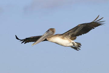 Fototapeta na wymiar brown pelican, pelecanus occidentalis
